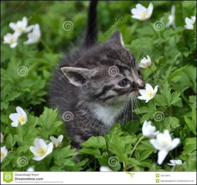 Qui est le père d'Étoile Grise ?