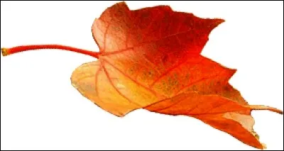 Qui est Feuille Rousse ?