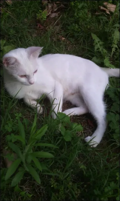 Qui est le premier mentor de Croc Jaune ?