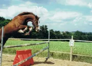 Quiz Galop 4