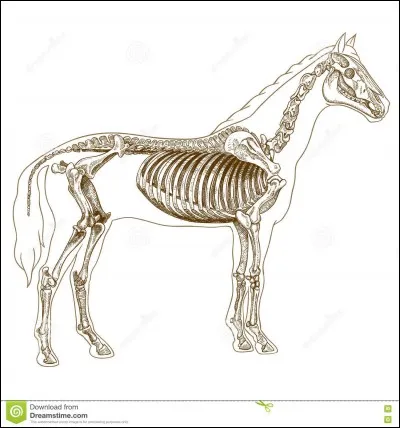 Quelle est la capacité de l'estomac du cheval ?