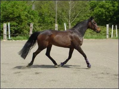 Au trot, le cavalier trotte enlevé sur ...