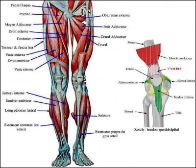 Pour faire une cession à la jambe gauche ...