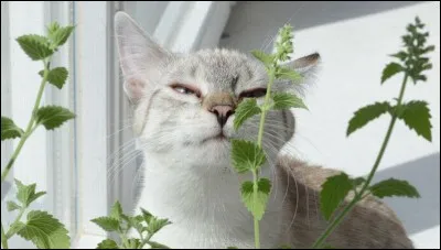 Quel chat est sur l'image ?