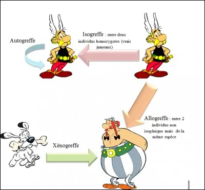 X - La ''xénogreffe'' désigne la transplantation d'un greffon où le donneur est de la même espèce biologique que celle du receveur.