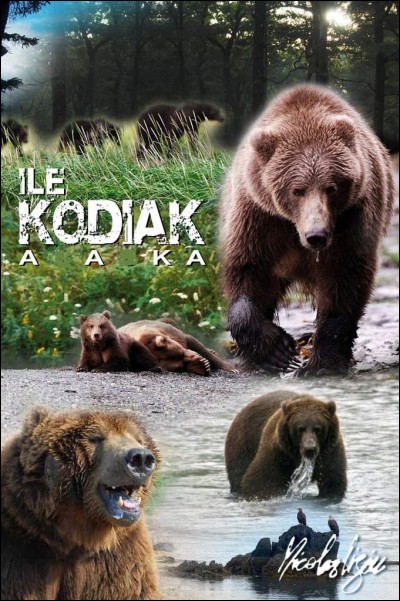 K - Le ''kodiak'' vit au Groenland.