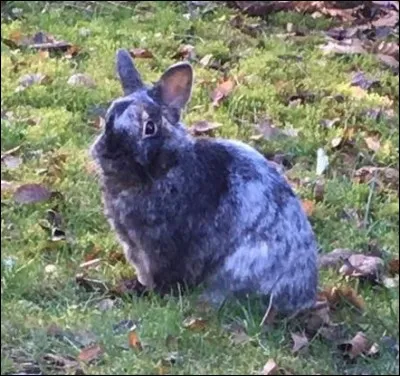 Qu'est-ce qu'un parage dentaire ?