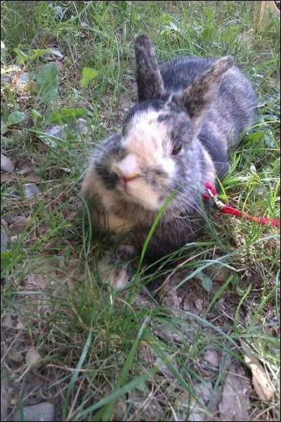 Combien de dents possède la mâchoire supérieure du lapin ?