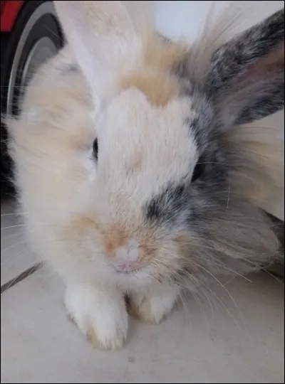 Combien de dents possède la mâchoire inférieure ?