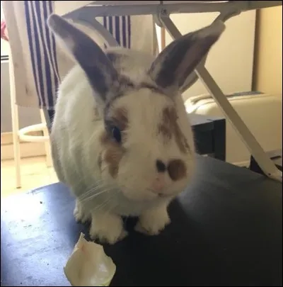 Quel aliment n'use pas trop les dents ?