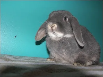 Les dents du lapin poussent en continu, mais lesquelles ?