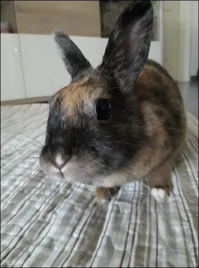 Combien de dents possède le lapin à la naissance ?
