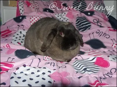 Qu'est-ce que le diastème ?