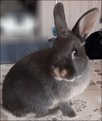 Les dents poussent en moyenne :