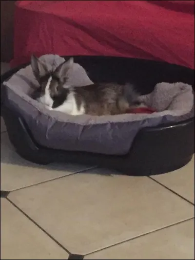 Qu'est-ce que la malocclusion dentaire ?