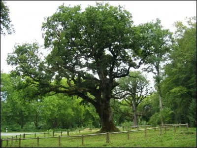 Cur de Chêne fait partie de quel clan ?