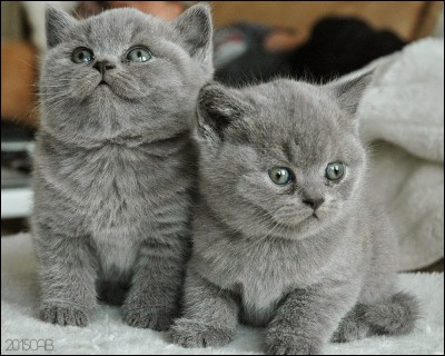 Quel est le nom de chaton d'Etoile Bleue ?
