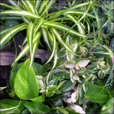 Pourquoi devient-elle gu&eacute;risseuse ?