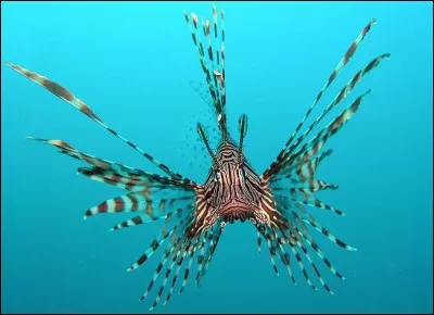 Voici une très belle rascasse...