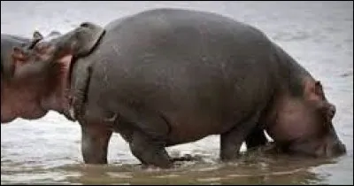 Quelle intervention chirurgicale est évoquée par cette photo ?