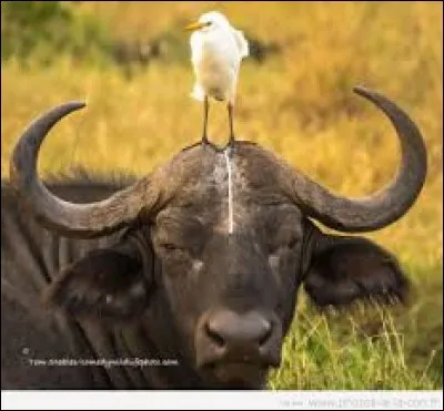 Tant qu'on est dedans !
Quel est cet animal avec une ligne blanche au milieu du front ?