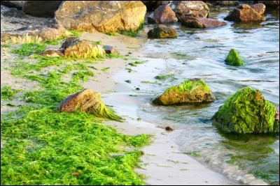 Comment appelle-t-on les organismes ressemblant à des plantes sans véritables tiges, racines ou feuilles qui poussent dans l'eau ?