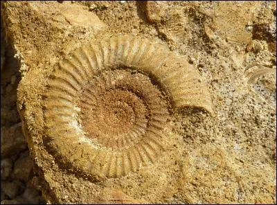 Comment appelle-t-on les empreintes d'êtres vivants morts il y a longtemps dans la roche sédimentaire ?