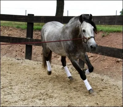 Qu'est-ce qui est plus grand qu'un pré ?