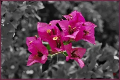 Ces jolies fleurs doivent leur nom à Louis-Antoine de Bougainville. Qui était-il ?