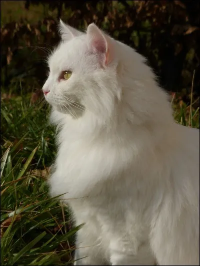 Quel est le nom d'apprenti de Pelage d'Orage ?