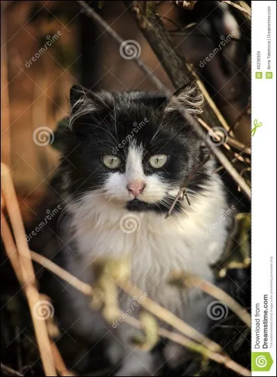 Qui est le mentor du Clan de la Rivière de Jolie Plume ?