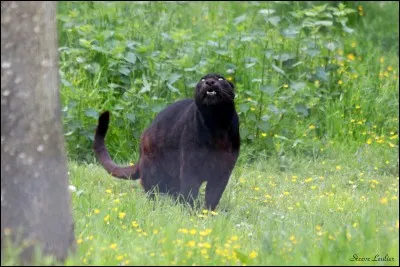 Pourquoi Pelage d'Orage part-il avec les élus ?