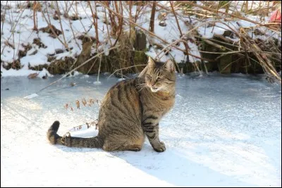 Qui est leur mère adoptive ?
