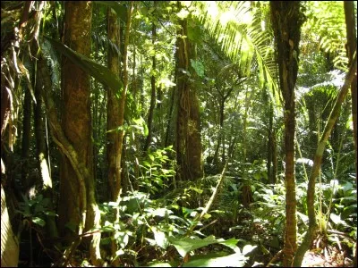 Que fais-tu en forêt ?