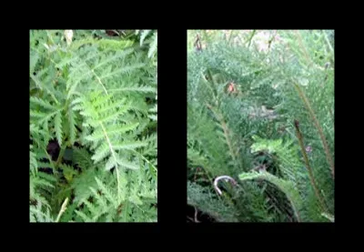 Quand elle est apprentie guérisseuse que mélange-t-elle avec de la tanaisie, quand elle part en cueillette ?