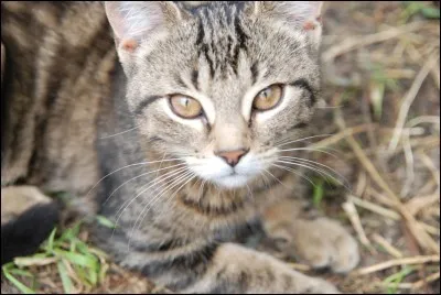 Qui l'aide à prendre la décision de devenir guerrière ?