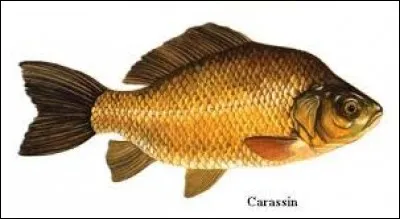 Carassin est un mot ...