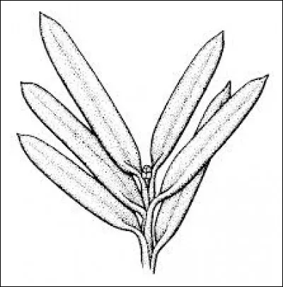 Le mot ramule est ...