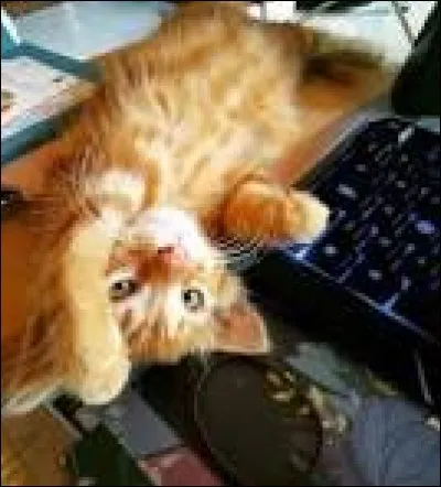 Comment s'appelle son chat ?