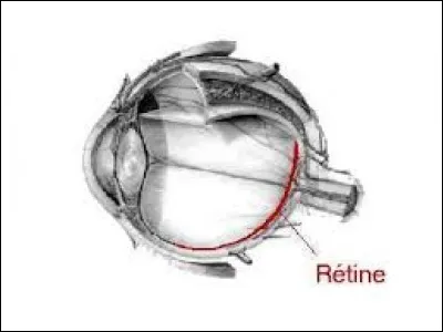 Où est censée arriver l'image que l'on perçoit dans notre il ?