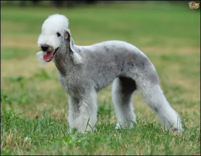 Quelle est cette race de chien ?