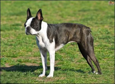 Quelle est cette race de chien ?