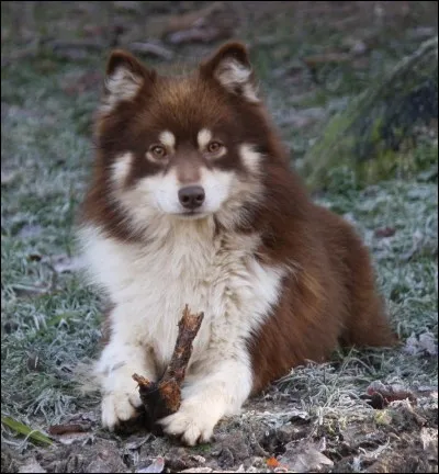 Quelle est cette race de chien ?