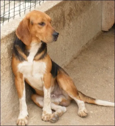 Quelle est cette race de chien ?