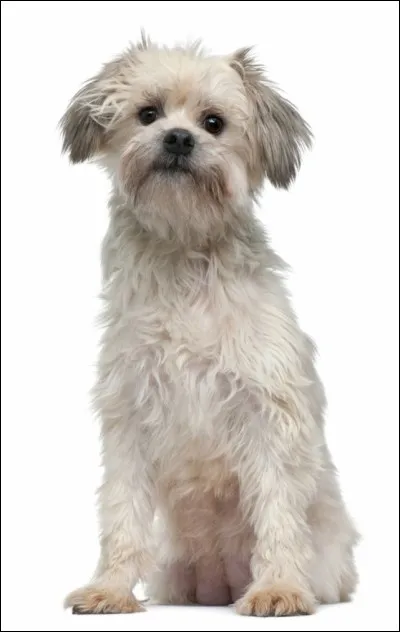 Quelle est cette race de chien ?