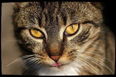 Comment tue-t-il Etoile du Tigre ?