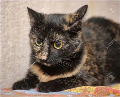 Un chat écaille de tortue est le plus souvent ...