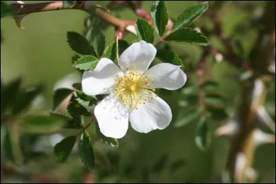En plus d'être poète, l'églantine est « agreste ». C'est-à-dire ?