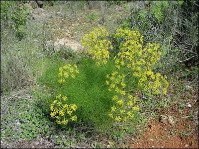 Le fenouil serait le symbole de « l'énergie digne de louanges » (Je me demande où ils ont été chercher tout ça...). Cherchons plutôt son éthymologie...