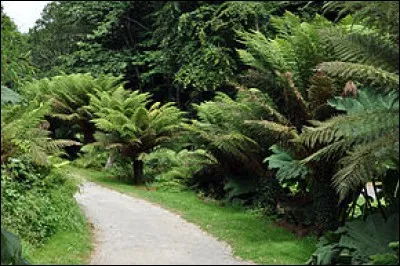 Les fougères - qui recèlent la fascination - sont sur terre depuis le Dévonien. C'est-à-dire, l'ère ... (Complétez !)